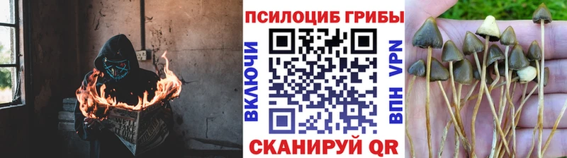 Галлюциногенные грибы Psilocybe  darknet клад  Ковылкино  купить  сайты 